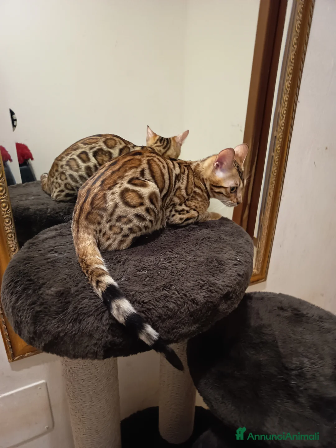 Bengala gatti in vendita: dolcissima Feminuccia  - Annuncio 4