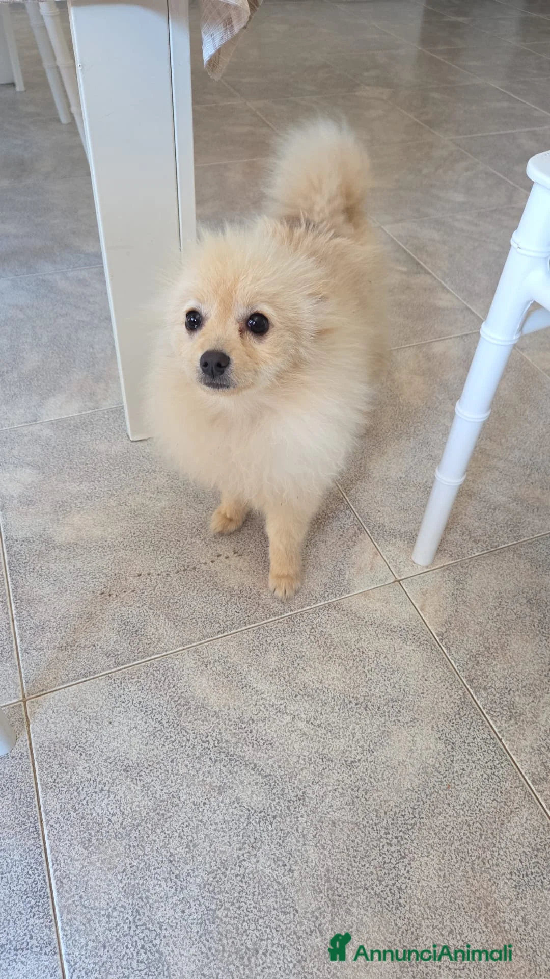 Spitz cani in vendita: Vendo cane - Annuncio 3