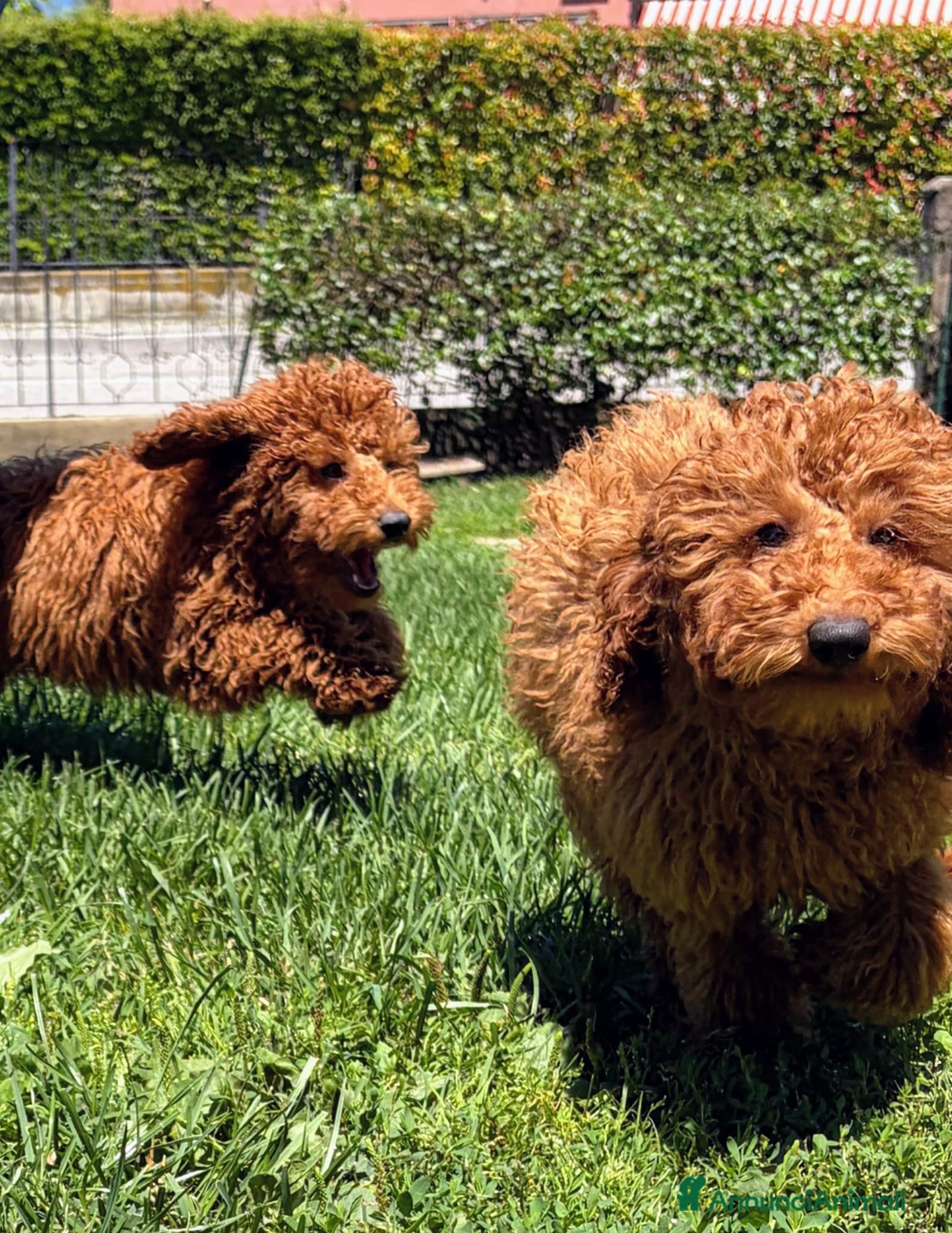 Barboncino cani Cuccioli Barboncino rosso  - Annuncio 2