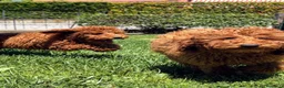 Barboncino cani in vendita: Cuccioli Barboncino rosso  - Annuncio 2