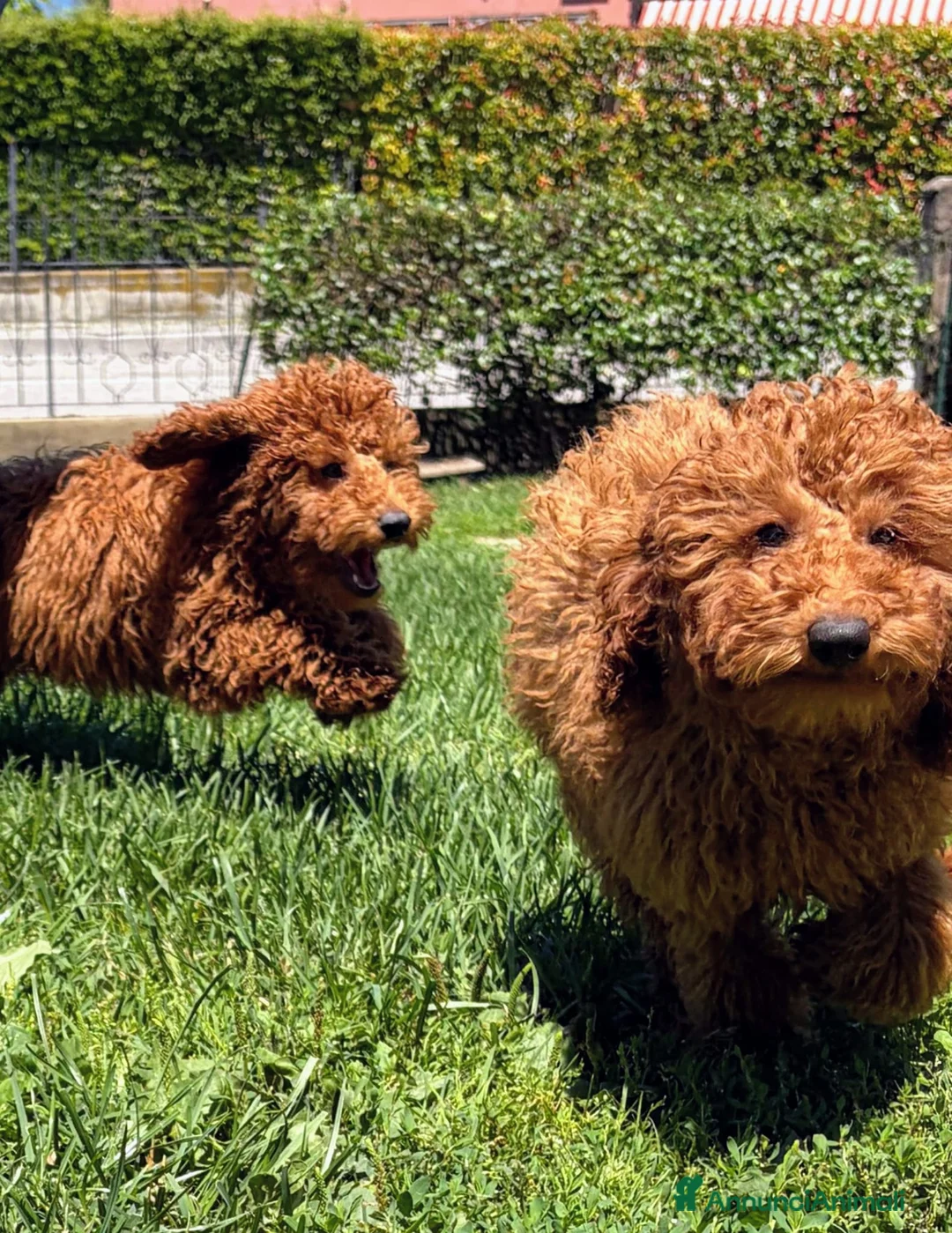 Barboncino cani in vendita: Cuccioli Barboncino rosso  - Annuncio 2