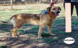 Altre razze cani in regalo: Alessandra a Province of Viterbo - Immagine 1