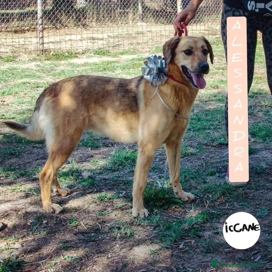 Altre razze cani in regalo: Alessandra a Province of Viterbo - Immagine 1