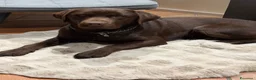 Labrador cani per accoppiamento: Disponibile per monta - Labrador Retriver  a Provincia di Como - Annuncio 6