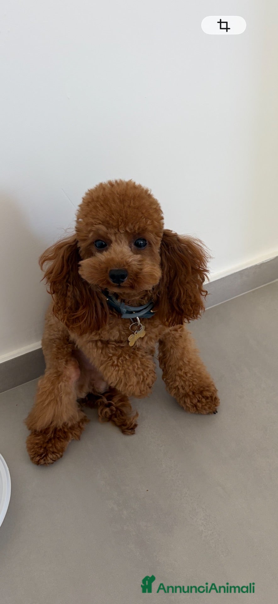 Barboncino Toy cani Disponibile per monta  - Annuncio 2