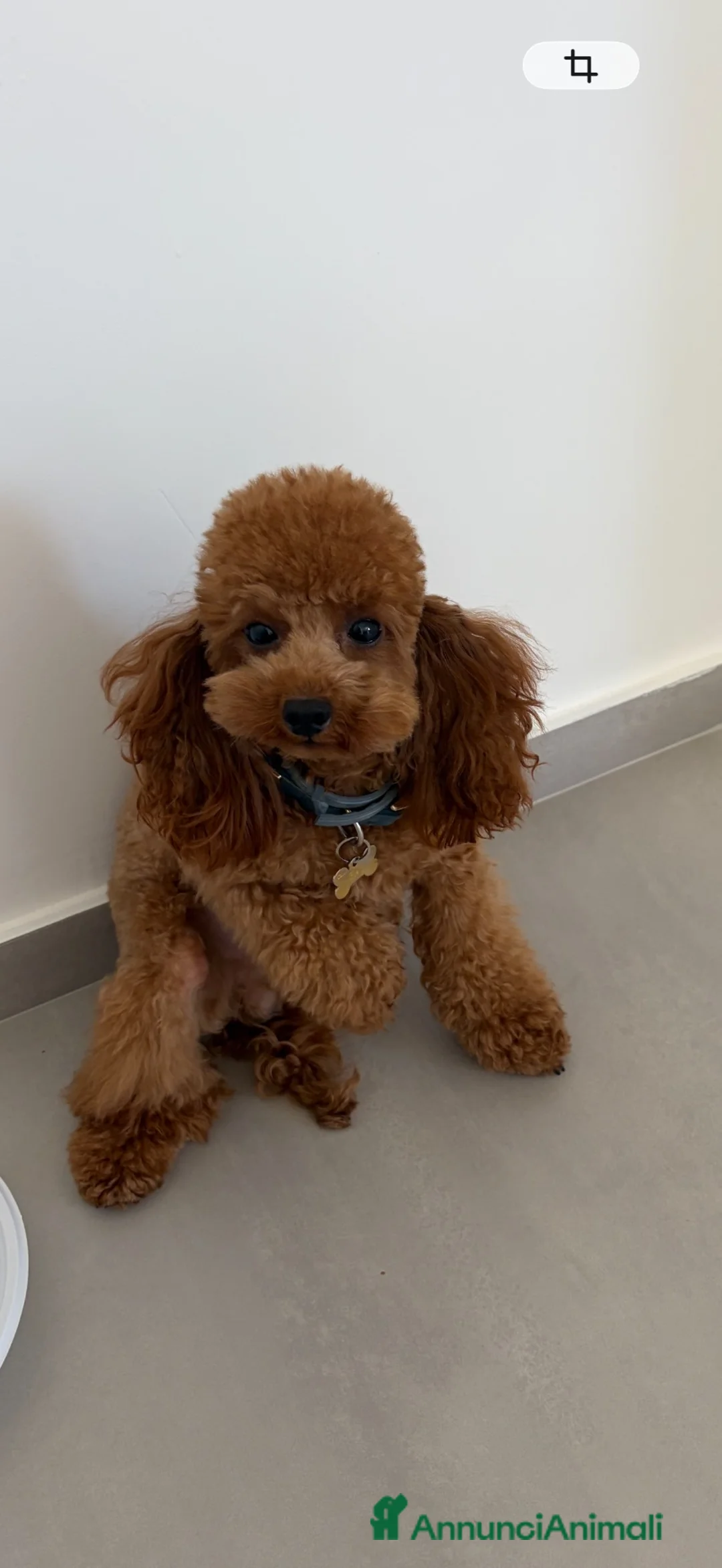 Barboncino Toy cani per accoppiamento: Disponibile per monta  a Città metropolitana di Milano - Annuncio 2