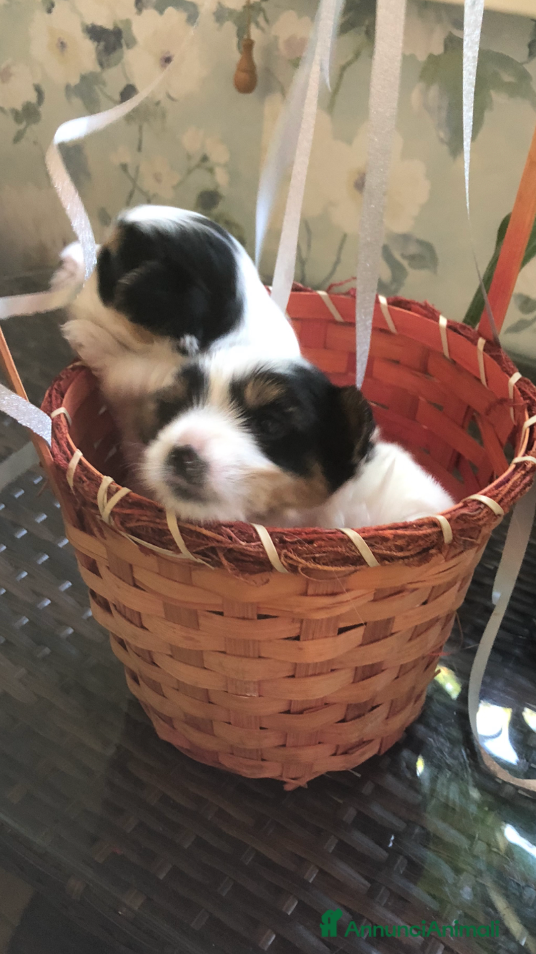 Biewer Terrier cani in vendita: Vendo cuccioli di razza Biewer Terrier - Annuncio 3