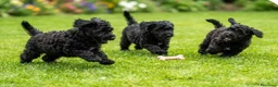Barboncino cani in vendita: Barboncino nero nano cuccioli  a Provincia di Pistoia - Annuncio 3