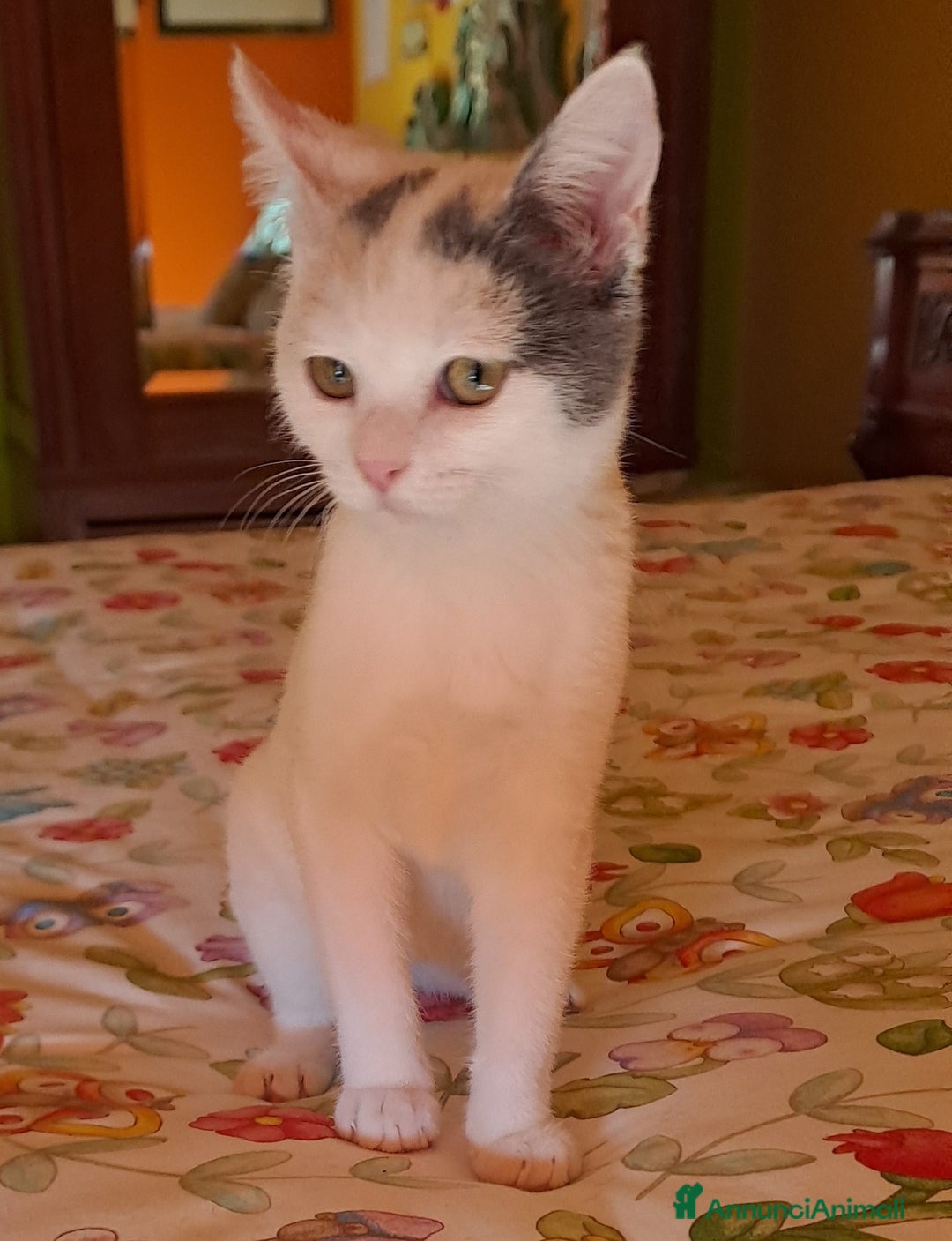 Altre razze gatti in regalo: Jenna, Jolie, jet e Jordan in cerca di casa  a Città metropolitana di Roma Capitale - Annuncio 2