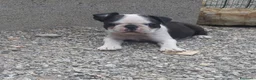 Boston Terrier cani in vendita: Cuccioli di Boston terrier con pedigree  - Annuncio 5