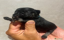 Altre razze gatti in vendita: Bulldog francese cuccioli a Città metropolitana di Milano - Immagine 13