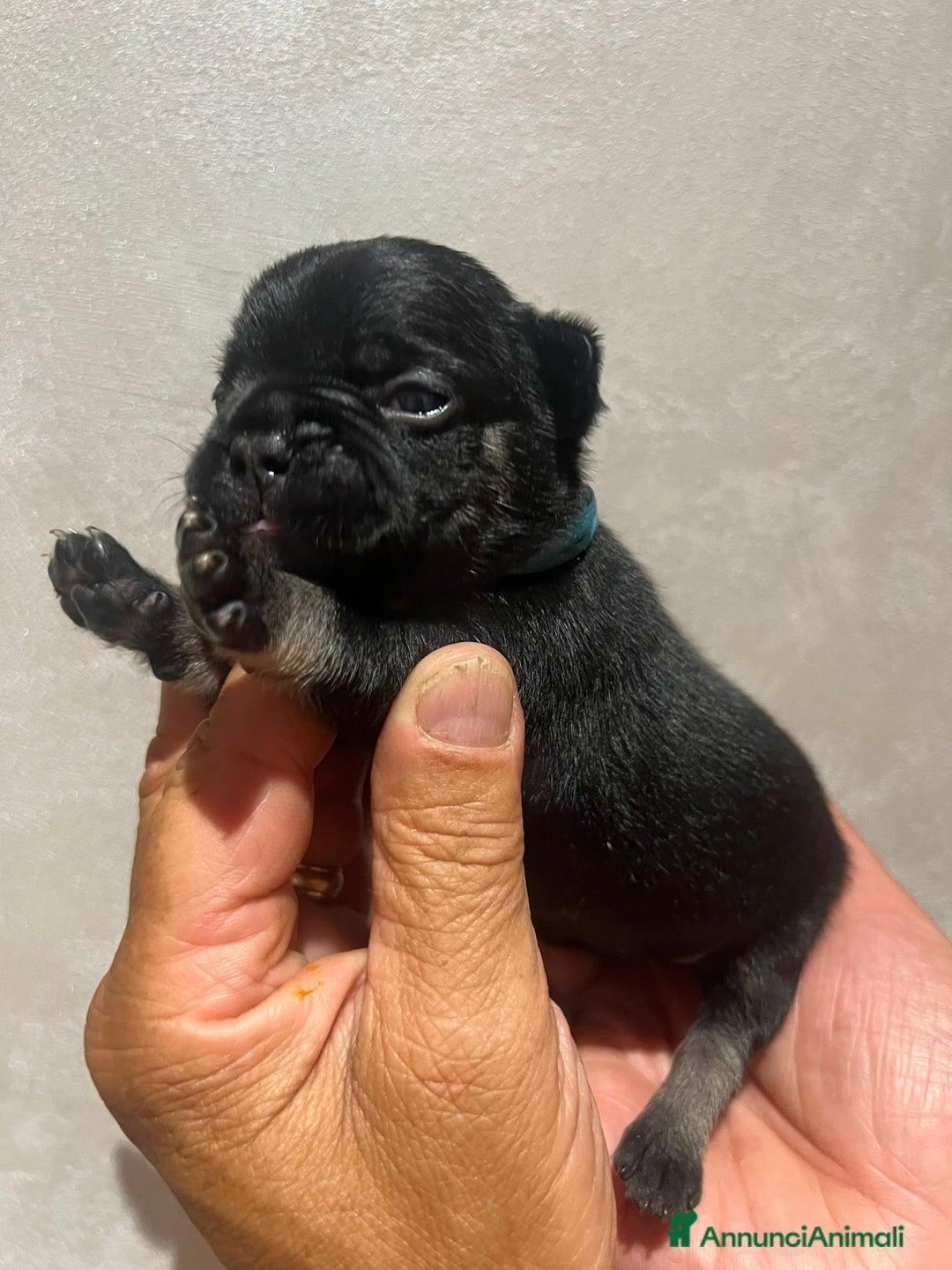 Altre razze gatti in vendita: Bulldog francese cuccioli a Città metropolitana di Milano - Immagine 13