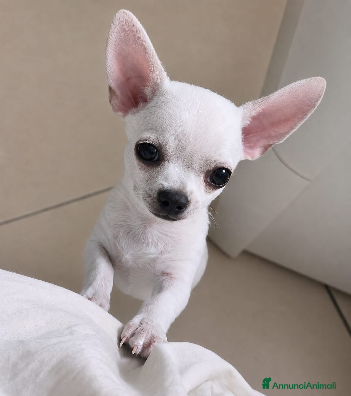 Chihuahua cani Chihuahua pelo corto  - Annuncio 1