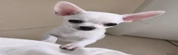 Chihuahua cani in vendita: Chihuahua pelo corto  - Annuncio 1