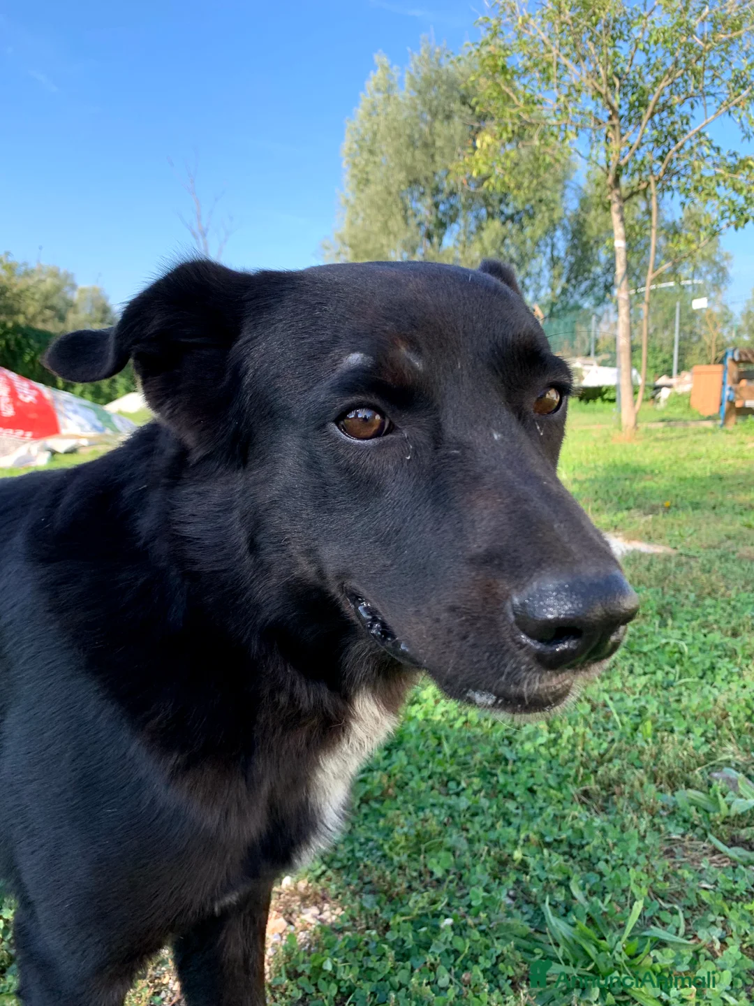 Meticcio cani in regalo: Mango a Provincia di Treviso - Annuncio 7