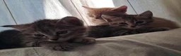 Europeo gatti in regalo: Splendidi gattini cercano casa - Annuncio 11