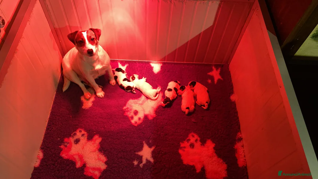 Jack Russell cani in vendita: Jack Russell terrier femmine pedigree - Annuncio 2
