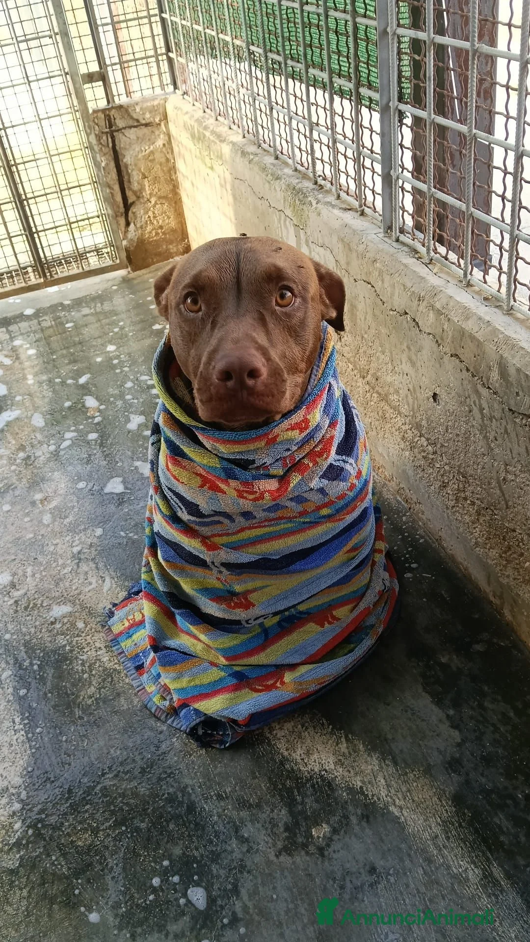 Pitbull cani in regalo: Meraviglioso Red nose - Annuncio 2