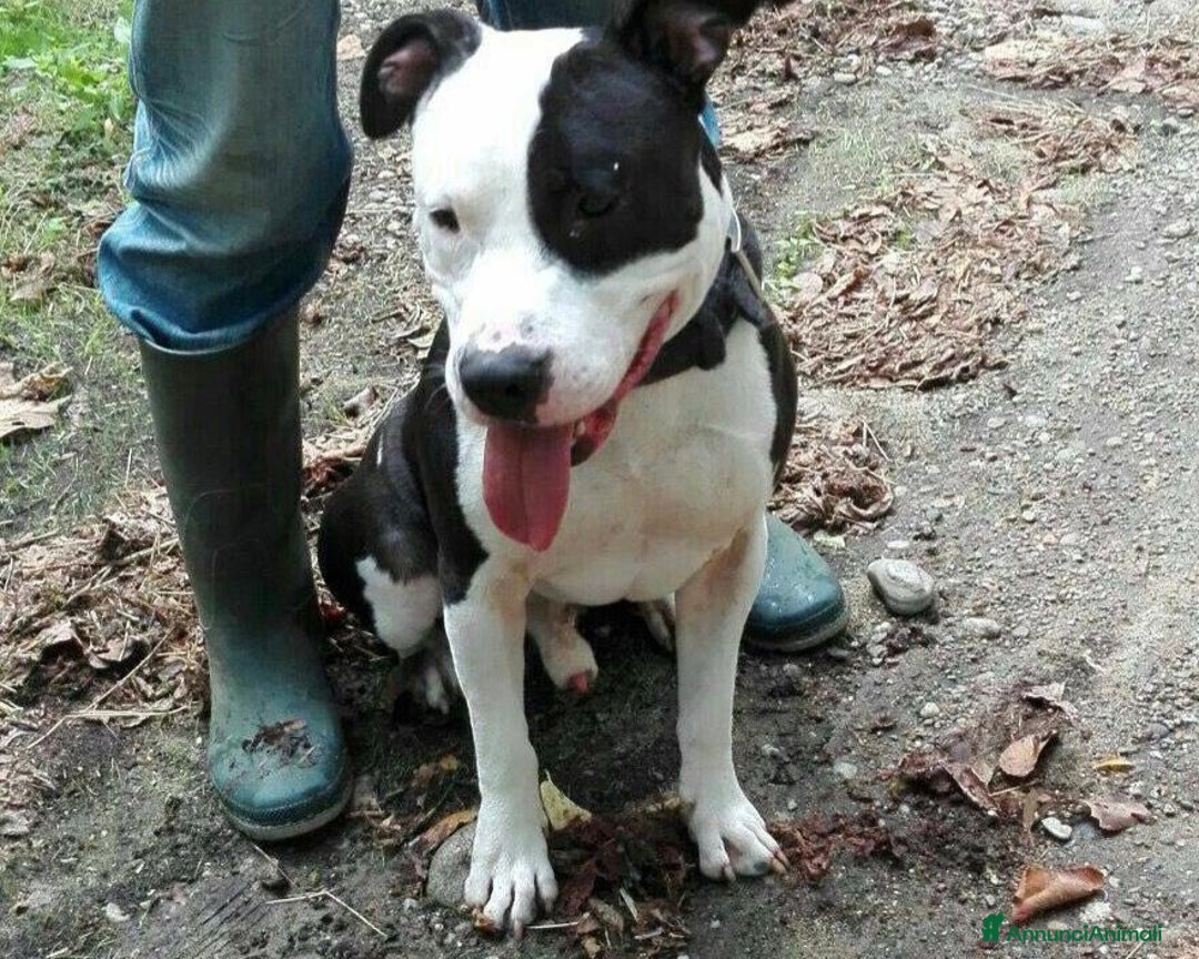 American Staffordshire cani in regalo: Amstaff adulto oltre 3anni di appelli! PAVIA a Milano - Annuncio 1