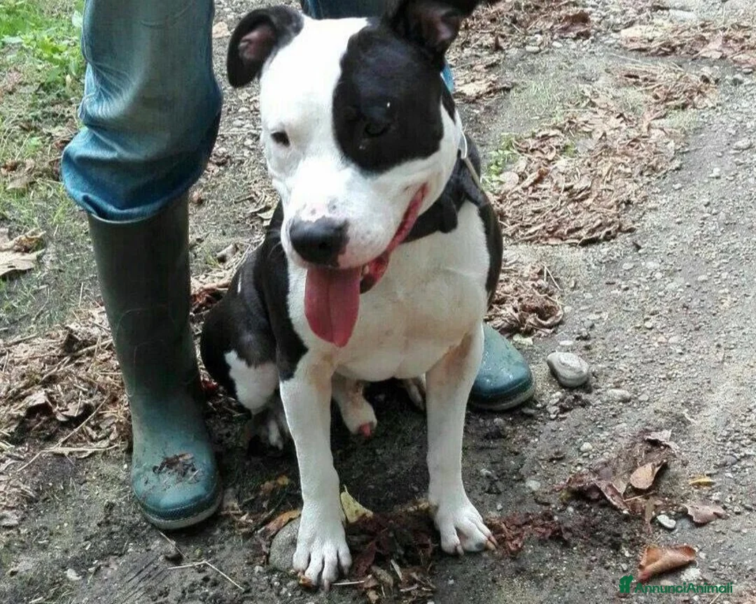 American Staffordshire cani in regalo: Amstaff adulto oltre 3anni di appelli! PAVIA a Milano - Annuncio 1