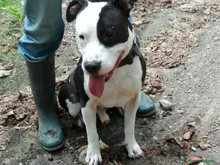 American Staffordshire cani Amstaff adulto oltre 3anni di appelli! PAVIA a Milano - Annuncio 26