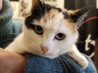 Meticcio gatti in regalo: Doucette - Annuncio 1