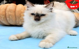 Sacro di Birmania gatti in vendita: Gattini Sacro di Birmania  - Immagine 2