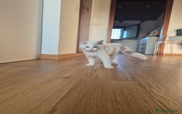 Ragdoll gatti in vendita: Cucciola femmina ragdoll a Città metropolitana di Milano - Immagine 1