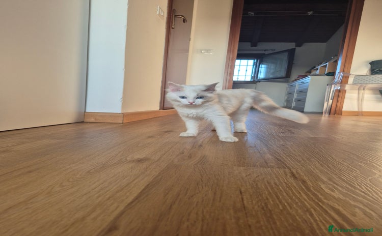 Ragdoll gatti a Città metropolitana di Milano - Annuncio 9