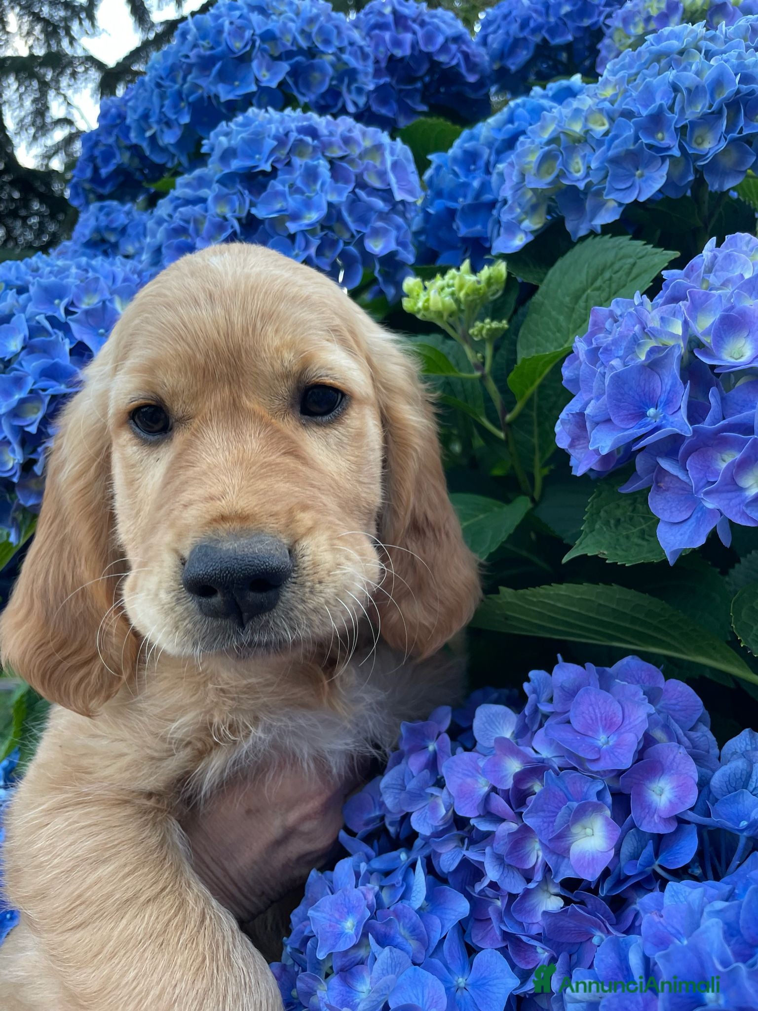 Golden Retriever cani CUCCIOLI GOLDEN RETRIEVER  - Annuncio 7