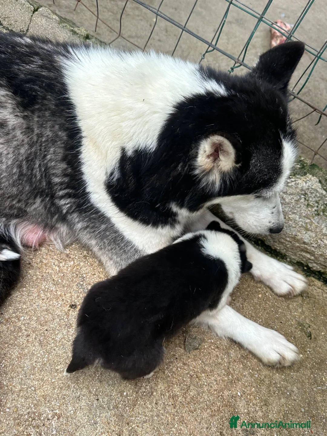 Husky cani in vendita: Cuccioli di Husky originali  - Annuncio 5