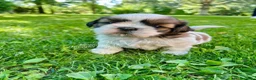 Shih Tzu cani in vendita: SHIH-TZU CUCCIOLI - Annuncio 1