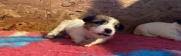 Jack Russell cani in vendita: Jack Russell terrier pelo ruvido  - Annuncio 7