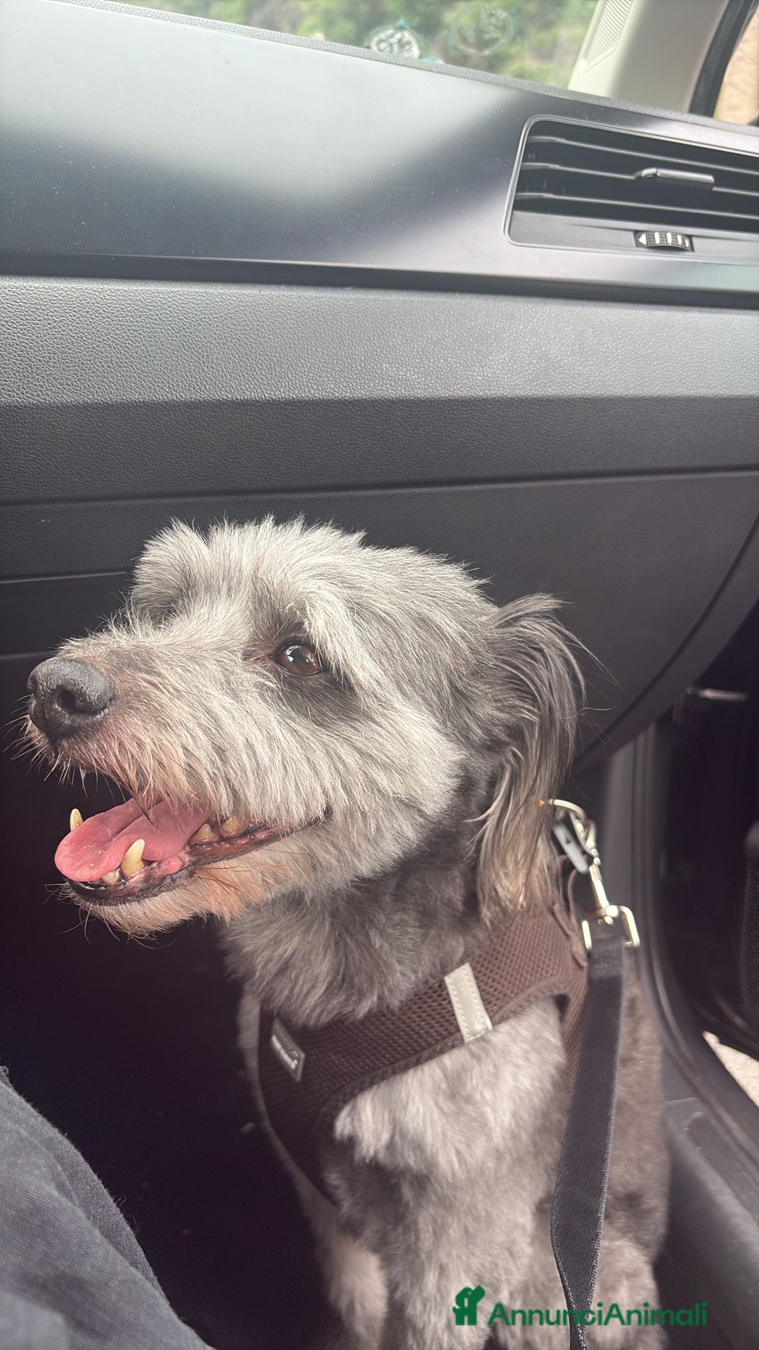 Meticcio cani per accoppiamento: cerco cane femmina per accoppiare  - Annuncio 2