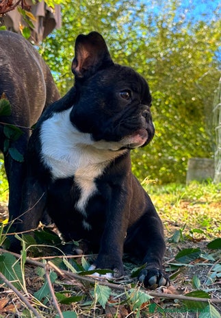 Bulldog Francese cani - Annuncio 8