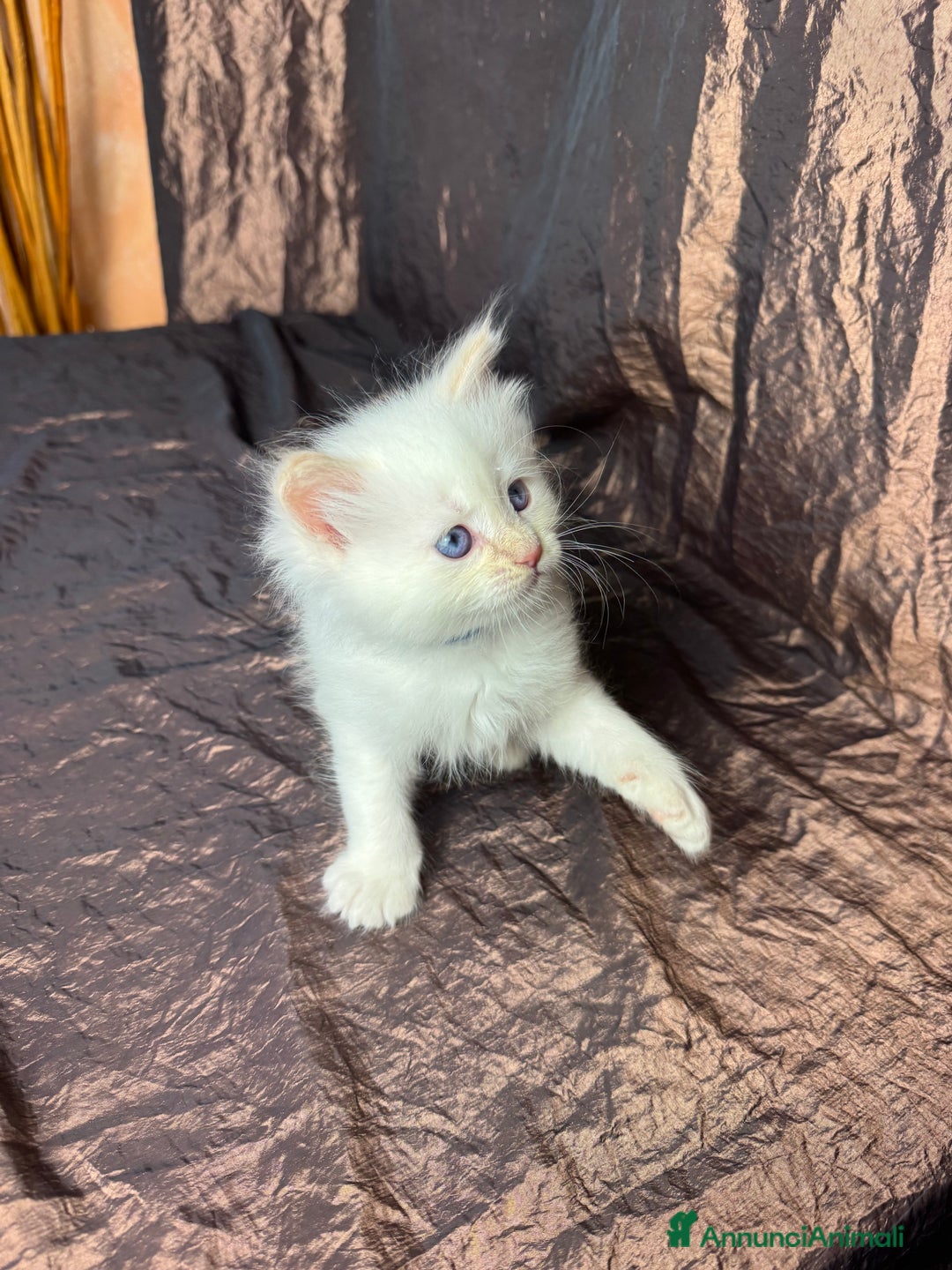 Siberiano gatti in vendita: Ultimo cucciolo disponibile  - Annuncio 3