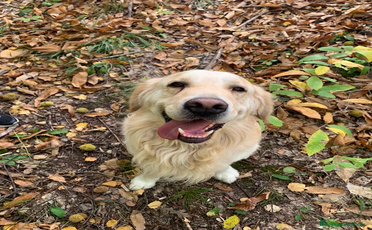 Golden Retriever cani - Annuncio 16