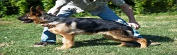 Pastore Tedesco cani in vendita: PASTORI TEDESCHI - Annuncio 36