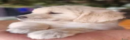 Golden Retriever cani in vendita: Golden retriever pronta consegna  - Annuncio 8