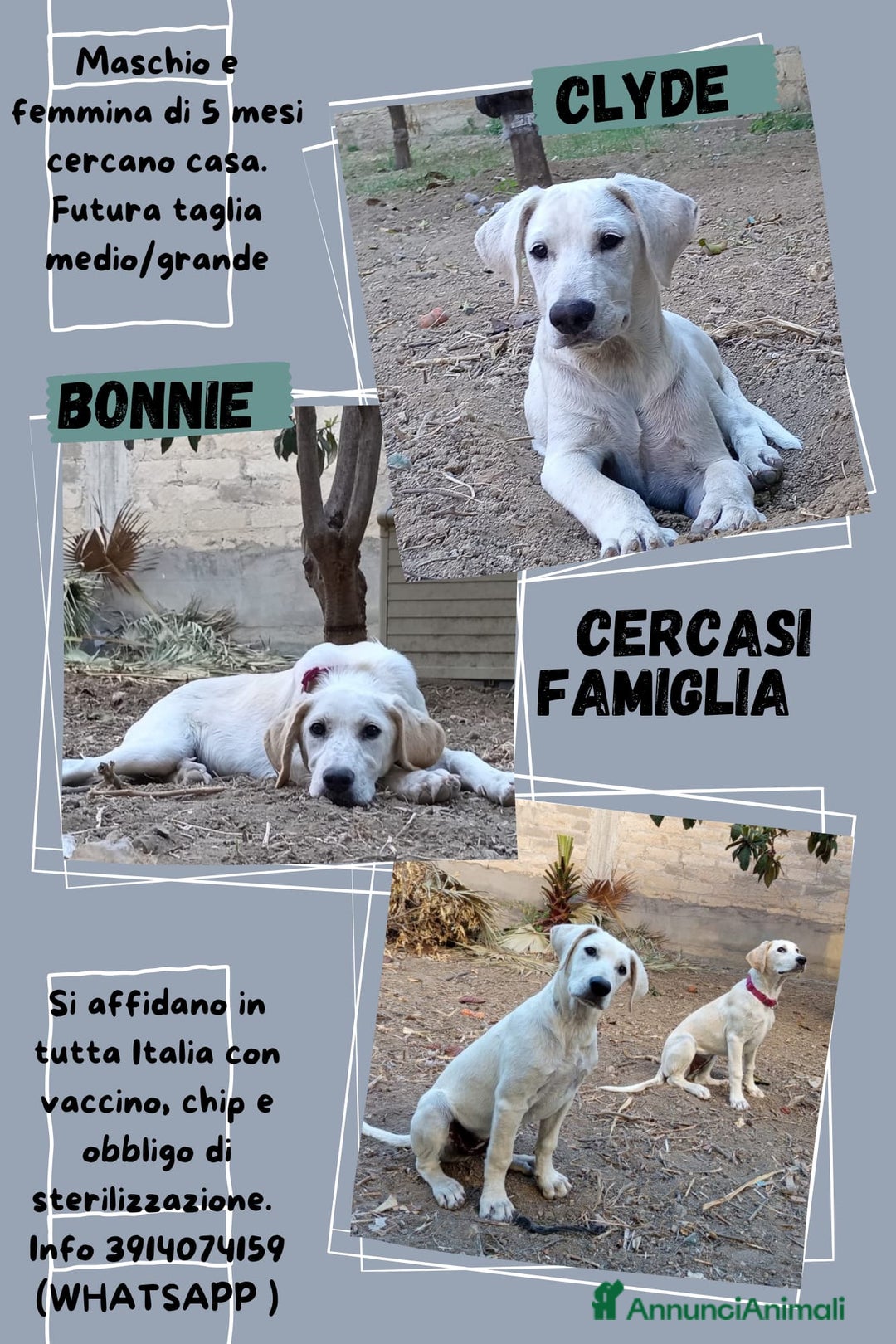 Meticcio cani in regalo: Fratello/sorella 7mesi URGENTE STALLO!!SICILIA SOA - Annuncio 5