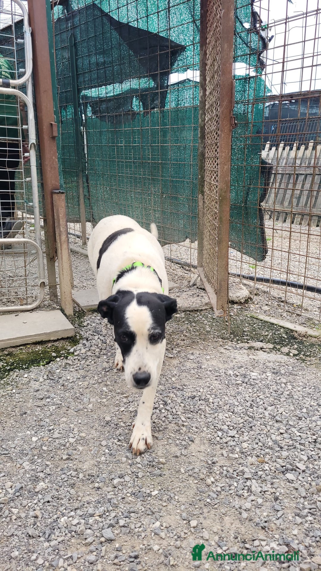 Meticcio cani in regalo: Splendida meticcia - BELLA - Annuncio 2