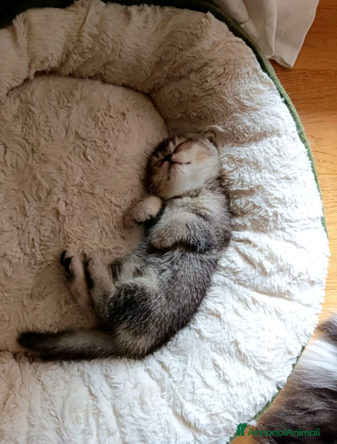 Scottish gatti in vendita: Cuccioli scottish di pura razza a Città metropolitana di Milano - Annuncio 6