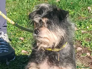 Meticcio cani NONNO NINO ABBANDONATO SENZA PIETA', IN ADOZIONE - Annuncio 9