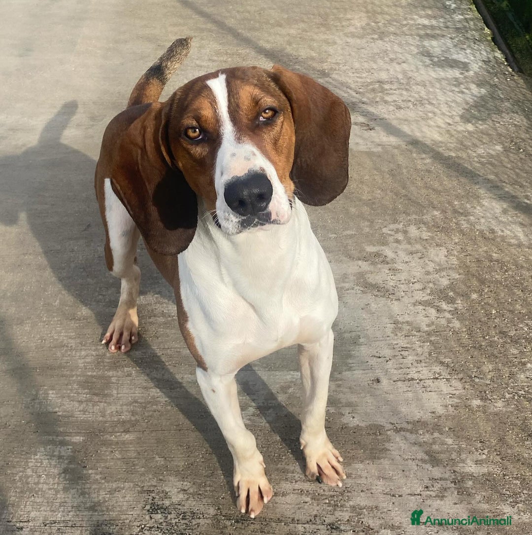 Meticcio cani in regalo: KAOS cucciolone 1 anno cerca adozione  a Provincia di Latina - Annuncio 2