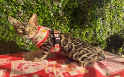 Bengala gatti in vendita: Cucciolo bengala brown spotted tabby  - Immagine 3