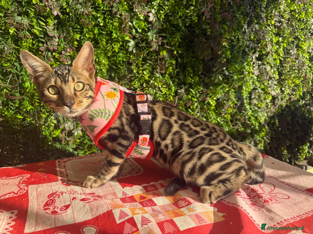 Bengala gatti in vendita: Cucciolo bengala brown spotted tabby  - Immagine 3