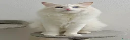 Ragdoll gatti in vendita: Cuccioli di ragdoll - Annuncio 18