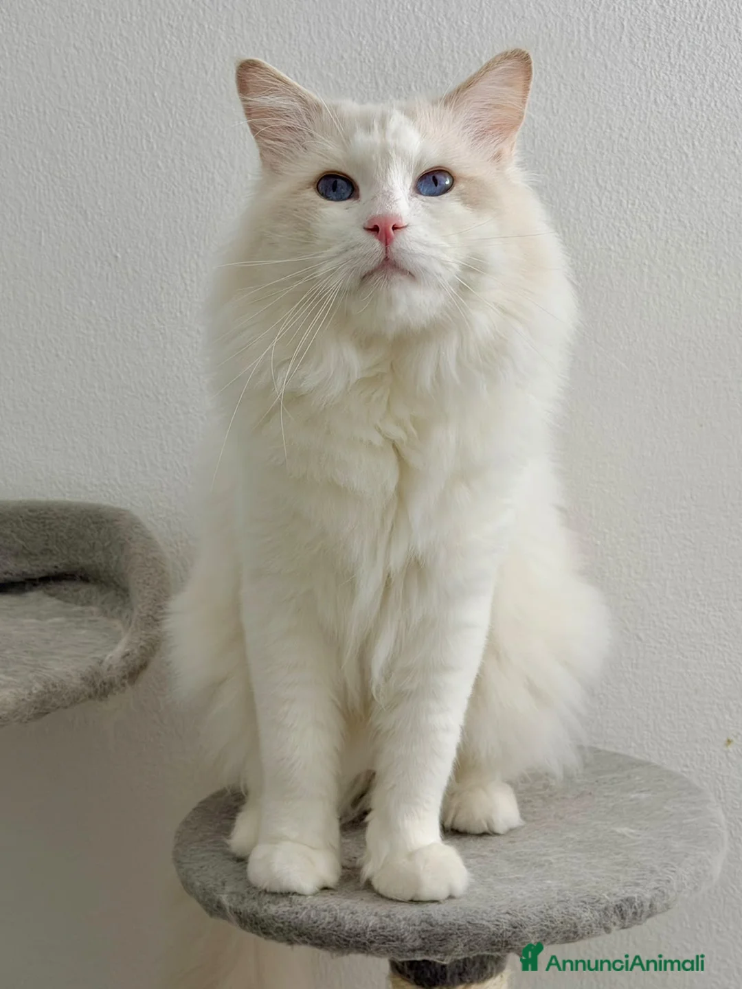 Ragdoll gatti in vendita: Cuccioli di ragdoll - Annuncio 18