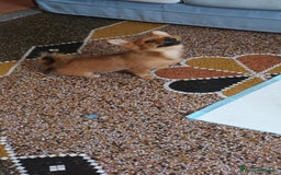 Volpino Italiano cani in vendita: VOLPINI MIX a Città Metropolitana di Genova - Immagine 4