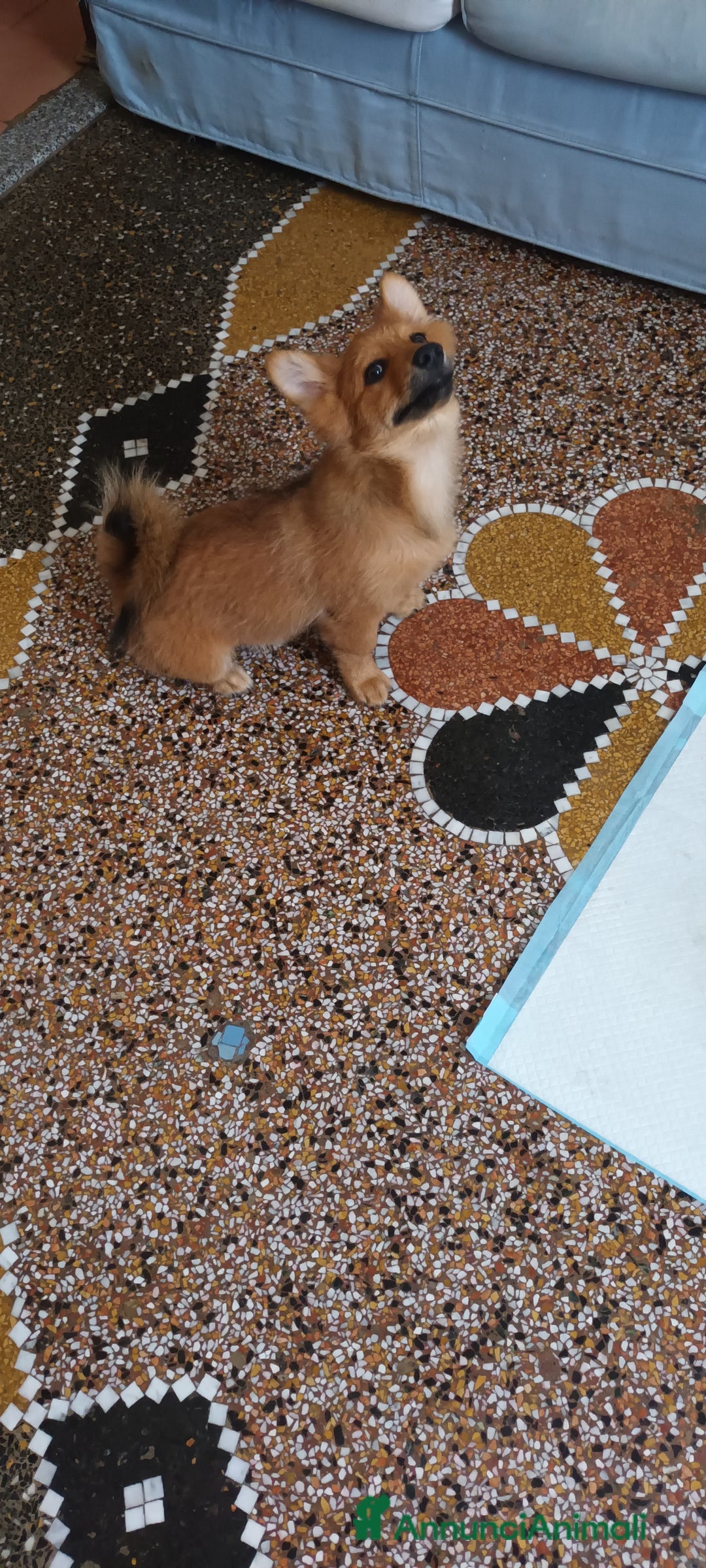 Volpino Italiano cani in vendita: VOLPINI MIX a Città Metropolitana di Genova - Immagine 4